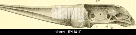 Die knorpelfischen Fische elasmobranchfish 03 dani Jahr: 1934 den KNORPELFISCHEN PISHES 61 Abb. 68. Der crauiiim lUiinohatis productus, Seitenansicht. (Chester vStoek, orig.) Stockfoto