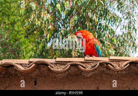 Eine hellrote Ara (Ara Macao) stehen auf einem Dach in den tropischen Regenwald von Peru, Südamerika. Stockfoto