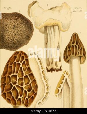 Essbaren und giftigen Pilze: Was gibt es zu essen und zu vermeiden was ediblepoisonousm 00 cook Jahr: 1894 PL. 9. M&gt; Stockfoto