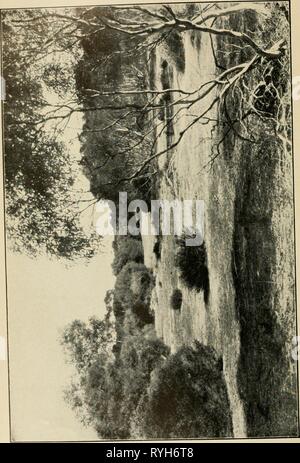 Die Wwu: offizielles Organ des Australasian Ornithologists' Union emuofficialorgan 1419141915 roya Jahr: 1901 Die Wwu, Vol. XIV. Platte V. Stockfoto