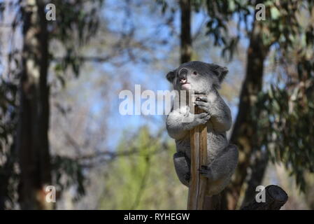 Die 3 Jahre alte männliche von Koala" Ramboora' gesehen wird, Ausruhen im Schatten in seinem äußeren Gehäuse am Zoo Madrid, wo die Temperaturen bis 20 Grad in den Nachmittagsstunden erreicht. In Spanien Wetter Agentur sagte AEMET Rekordtemperaturen für den Monat März in einigen Provinzen des Landes zu erwarten sind. Nach AEMET, Februar 2019 war einer der heißesten Monate auf der Aufzeichnung für die Spanien. Stockfoto