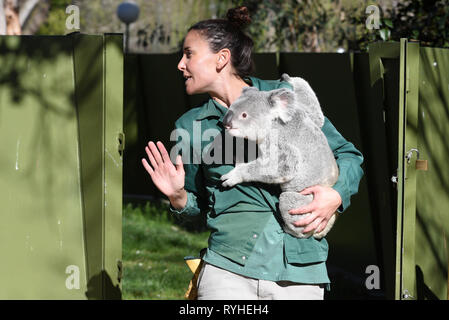 Die 3 Jahre alte männliche Koala" Ramboora' ist mit seinem Keeper im äußeren Gehäuse am Zoo Madrid, wo die Temperaturen bis 20 Grad in den Nachmittagsstunden erreicht. In Spanien Wetter Agentur sagte AEMET Rekordtemperaturen für den Monat März in einigen Provinzen des Landes zu erwarten sind. Nach AEMET, Februar 2019 war einer der heißesten Monate auf der Aufzeichnung für die Spanien. Stockfoto