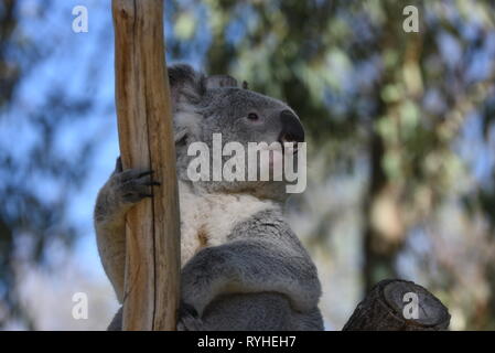 Die 3 Jahre alte männliche von Koala" Ramboora' gesehen wird, Ausruhen im Schatten in seinem äußeren Gehäuse am Zoo Madrid, wo die Temperaturen bis 20 Grad in den Nachmittagsstunden erreicht. In Spanien Wetter Agentur sagte AEMET Rekordtemperaturen für den Monat März in einigen Provinzen des Landes zu erwarten sind. Nach AEMET, Februar 2019 war einer der heißesten Monate auf der Aufzeichnung für die Spanien. Stockfoto