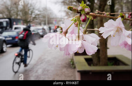 Hannover, Deutschland. 14 Mär, 2019. Ein Radfahrer an einer bereits blühenden Kirschbaum in wolkig und stürmisches Wetter. Credit: Julian Stratenschulte/dpa/Alamy leben Nachrichten Stockfoto