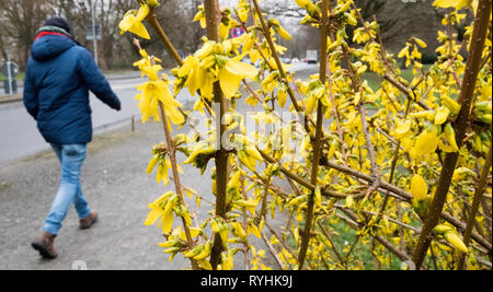 Hannover, Deutschland. 14 Mär, 2019. Ein Fußgänger geht vorbei an blühenden Forsythia in trüben und stürmisches Wetter. Credit: Julian Stratenschulte/dpa/Alamy leben Nachrichten Stockfoto