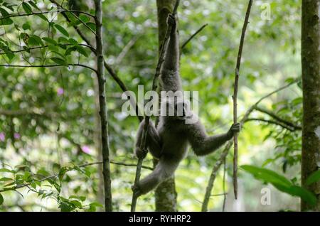 West Java. 14 Mär, 2019. Ein Javan silbrig Gibbon (Hylobates moloch) schwenkt auf einem Baum nach dem Wild at Gunung Tilu wild Erhaltung in West Java, Indonesien freigegeben. März 14, 2019. Zwei von Javan silbrig Gibbons wurden wilde freigegeben, um die Bevölkerung von dieser Primaten durchzusetzen. Credit: Septianjar/Xinhua/Alamy leben Nachrichten Stockfoto