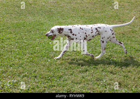 Süße Dalmatiner Welpe trägt eine kleine Kugel in seine Zähne. Heimtiere. Reinrassigen Hund. Stockfoto