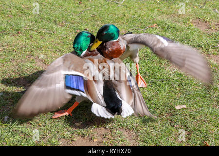 Zwei männliche Stockenten pecking Beißen und Kämpfen in der Brutzeit auf Gras in der Sonne in Oxford University Parks im Winter/Frühjahr Stockfoto