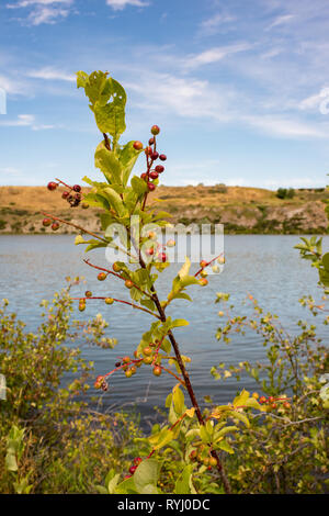 Bewölkten Tag bei Giant Springs State Park in Great Falls, Montana. Stockfoto