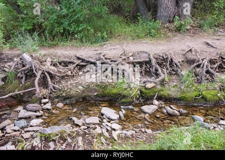 Bewölkten Tag bei Giant Springs State Park in Great Falls, Montana. Stockfoto