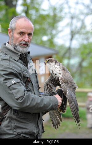 Falkner und Falke im Falken Hof Harz, Burg und Festung Regenstein, Sachsen Anhalt. Stockfoto