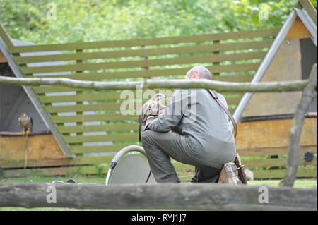 Falkner und Falke im Falken Hof Harz, Burg und Festung Regenstein, Sachsen Anhalt. Stockfoto