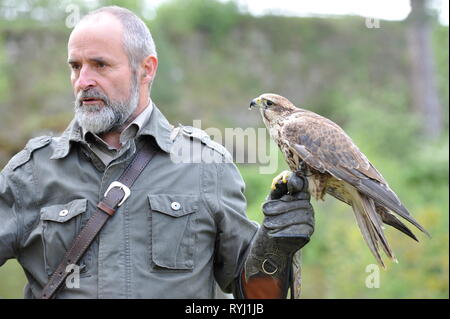 Falkner und Falke im Falken Hof Harz, Burg und Festung Regenstein, Sachsen Anhalt. Stockfoto