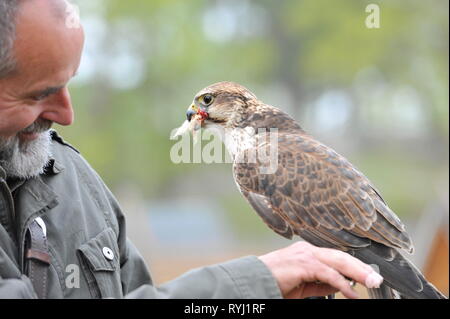 Falkner und Falke im Falken Hof Harz, Burg und Festung Regenstein, Sachsen Anhalt. Stockfoto