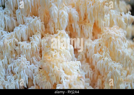 Die weissen Pilz Herícium coralloídes wächst an einem Baum im Wald. Stockfoto
