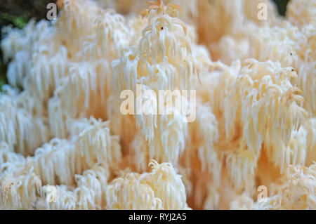 Die weissen Pilz Herícium coralloídes wächst an einem Baum im Wald. Stockfoto