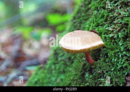 Pilz mit einem braunen Hut und ein rotes Bein wächst auf einem Baum mit grünen Moos im Herbst Wald bedeckt Stockfoto