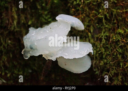 Postia stiptika Weiß Pilz wächst an einem Baum im Herbst Wald Stockfoto
