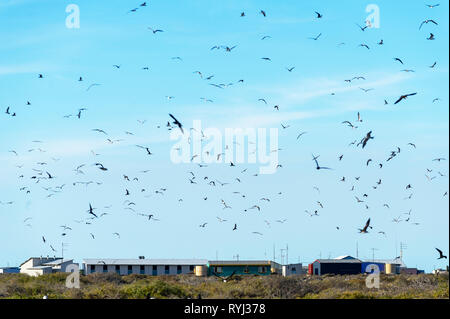 Verrußtes Seeschwalben und Wedge Tailed Shrearwaters auf große Ratte Insel Houtman Abrolhos. Die Houtman Abrolhos Inseln liegen 60 Kilometer vor der Küste von Geraldt Stockfoto