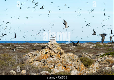 Verrußtes Seeschwalben und Wedge Tailed Shrearwaters auf große Ratte Insel Houtman Abrolhos. Die Houtman Abrolhos Inseln liegen 60 Kilometer vor der Küste von Geraldt Stockfoto