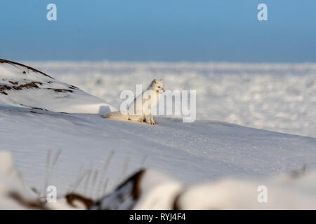 Polarfuchs beobachten in der Ferne Stockfoto