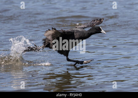Eurasische Blässhuhn Stockfoto