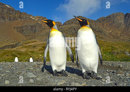 Königspinguin (Aptenodytes patagonicus), zwei Erwachsene auf Aas Island, Falkland Inseln, Süd Atlantik Stockfoto