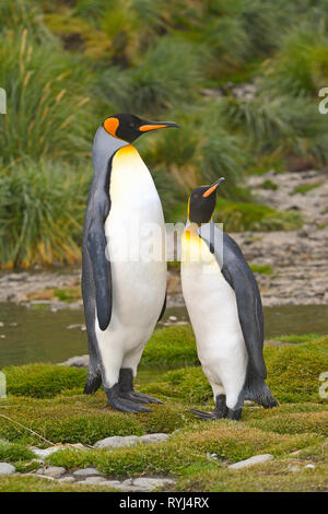 Königspinguine (Aptenodytes patagonicus), nach Paar auf South Georgia Island, Antarktis Stockfoto