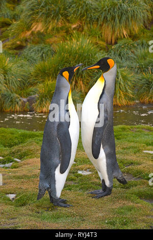 Königspinguine (Aptenodytes patagonicus), nach Paar auf South Georgia Island, Antarktis Stockfoto