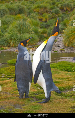 Königspinguine (Aptenodytes patagonicus), nach Paar auf South Georgia Island, Antarktis Stockfoto