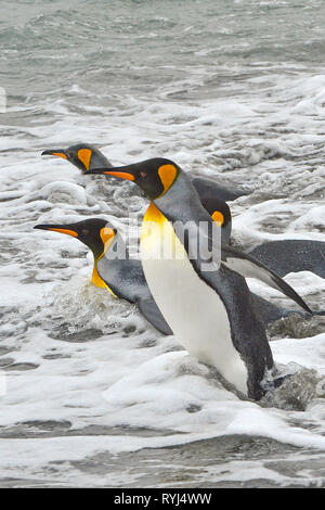 Königspinguine (Aptenodytes patagonicus), Gruppe Wasser, South Georgia Island, Antarktis Stockfoto