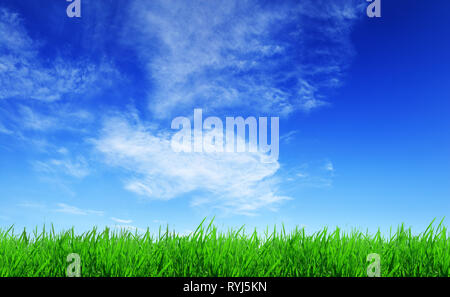 Frische grüne Gras von der Sonne beschienen, blauer Himmel und weiße Wolken im Hintergrund Stockfoto