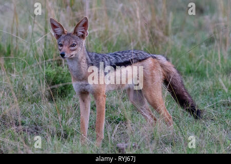 Black-backed Jackal, Kenia Afrika Stockfoto