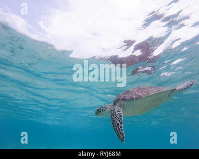 Sea Turtle schwimmen frei im blauen Ozean. Stockfoto