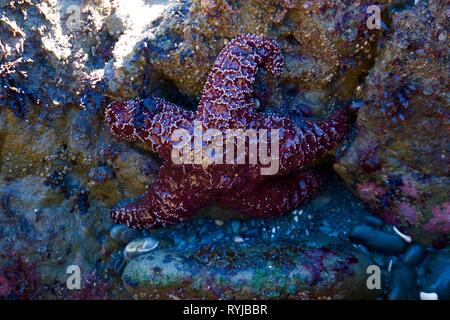 Star Fisch in einem Tide pool Stockfoto