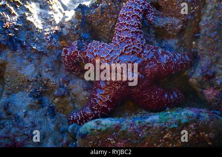 Star Fisch in einem Tide pool Stockfoto