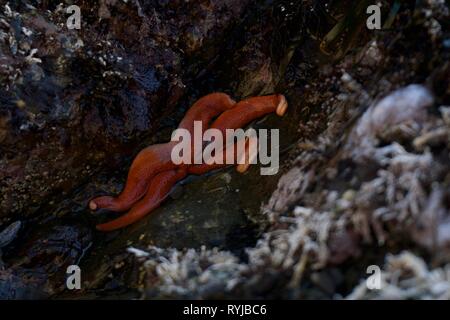 Star Fisch in einem Tide pool Stockfoto