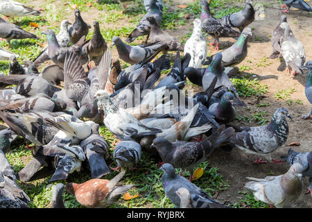 Tauben Essen von Futter auf dem Boden im Park Stockfoto