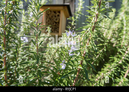 Ein Hotel für Bienen, Insekten oder Insekten, das neu auf einem Holzzaun in der Nähe einer blühenden Rosmarin-Pflanze (Rosmarinus officinalis) in einem Garten in Sydney in Australien installiert wurde Stockfoto
