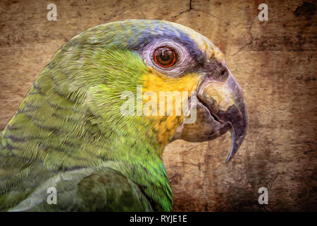 Malerei Effekt auf ein Foto von einer orange winged Amazon Parrot hinzugefügt Stockfoto