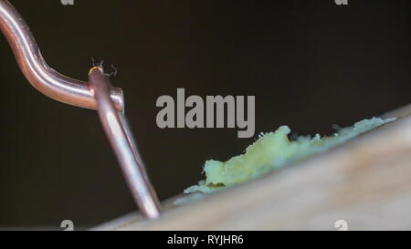 Die makroaufnahme der Silber Trap der Maus Trap mit dem großen weißen Holz auf Stockfoto