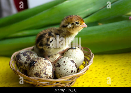 Baby quail sitzen auf Eier in einen Korb. Ostern. Das Konzept von der Geburt eines neuen Lebens. Stockfoto