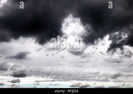 Gabriel Hounds. Phänologie Herbst des Lebens. Nonnengans fliegen südwärts Wedge Pack (Strang) und traurigen Schreie, Gänse Traurigkeit zu Herzen bringen. Stockfoto