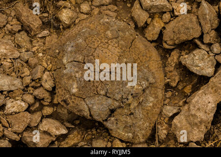 Rugose fossile Korallen in der Wüste von Saudi Arabien in der Nähe von Riad, Saudi-Arabien Stockfoto