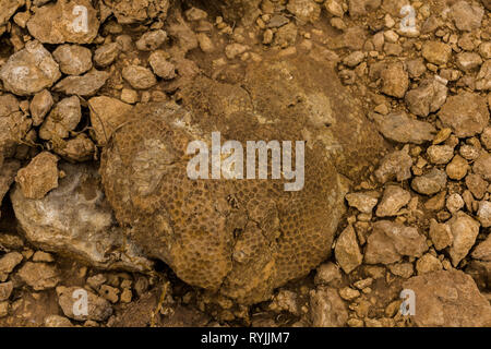 Fossile Rugose Korallen in der Wüste Saudi Arabiens bei Riad, Saudi Arabien Stockfoto