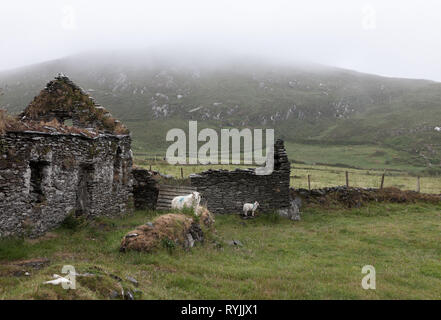 Dursey Island, Cork, Irland. 18 Juni, 2016 ein Schaf und Lamm Tierheim nehmen an einem regnerischen Tag in der Gemeinde von Kilmichael auf dursey Island, Co.Kor Stockfoto