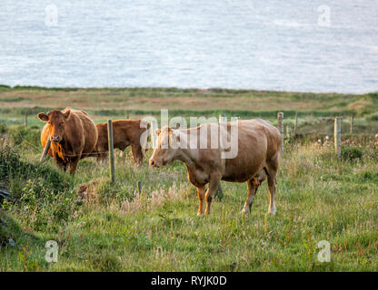 Dursey Island, Cork, Irland. 18 Juni, 2016 Rinder auf einer Weide in der Gemeinde von Kilmichael auf dursey Island, Co Cork, Irland. Stockfoto