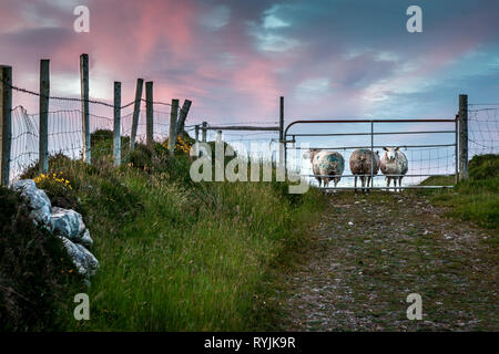 Dursey Island, Cork, Irland. 18 Juni, 2016 Schafe behid ein Tor in der Gemeinde von Kilmichael auf dursey Island, Co Cork, Irland. Stockfoto