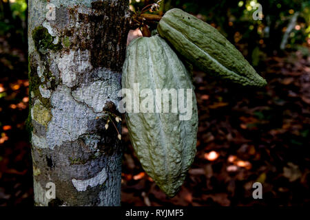 Kakao Plantage in der Nähe von Agboville, Elfenbeinküste. Stockfoto