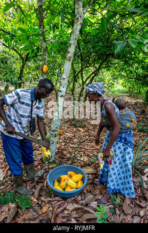 Kakao Pflanzmaschinen Ernte in ihrer Plantage in der Nähe von Agboville, Elfenbeinküste. Stockfoto